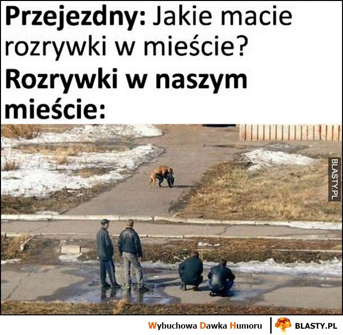 
    Przejezdny: jakie macie rozrywki w mieście? Tymczasem rozrywki w naszym mieście: dwa spółkujące psy