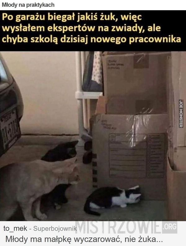 
    Młody na praktykach