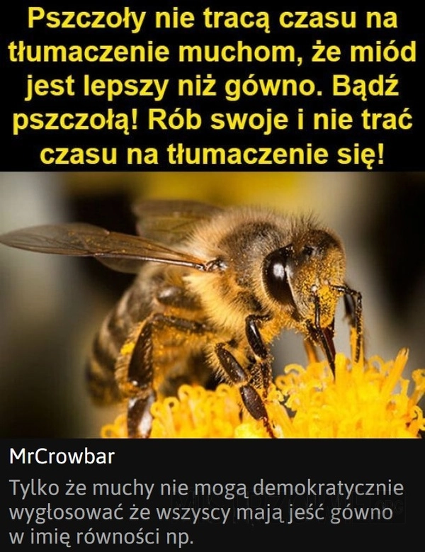 
    Pszczoły