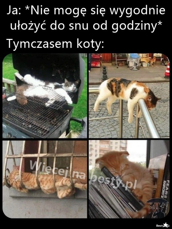 
    Koty wszędzie zasną 