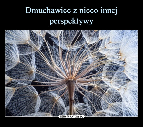 
    Dmuchawiec z nieco innej perspektywy