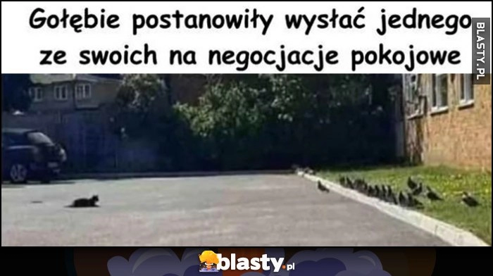 
    Gołębie postanowiły wysłać jednego ze swoich na negocjacje pokojowe z kotem