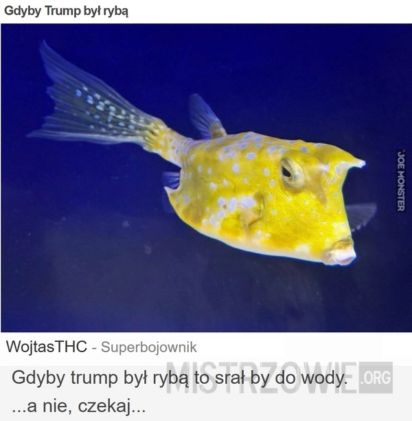 
    Gdyby Trump był rybą