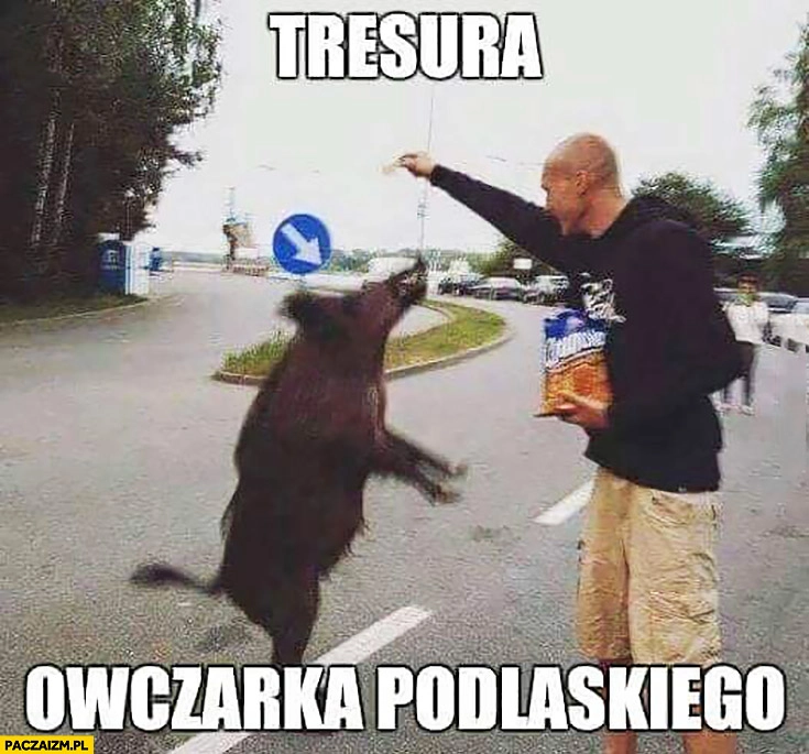 
    Dzik tresura owczarka podlaskiego