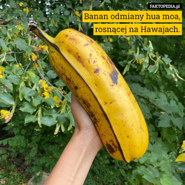 
    Banan odmiany hua moa,
rosnącej na Hawajach.