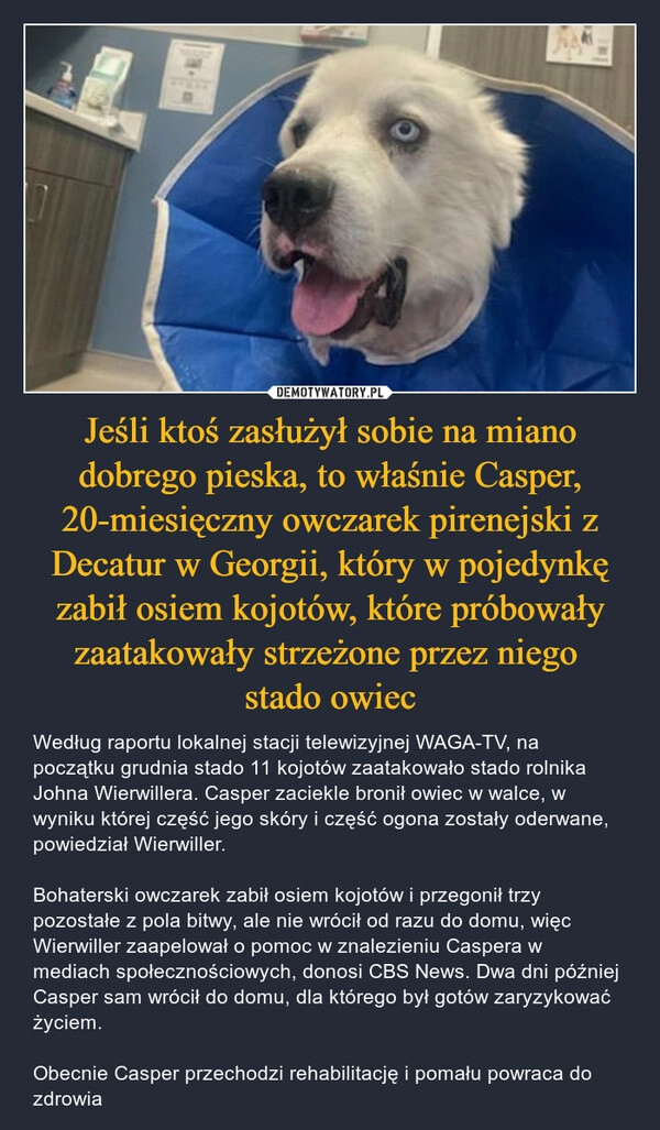 
    
Jeśli ktoś zasłużył sobie na miano dobrego pieska, to właśnie Casper, 20-miesięczny owczarek pirenejski z Decatur w Georgii, który w pojedynkę zabił osiem kojotów, które próbowały zaatakowały strzeżone przez niego
stado owiec 