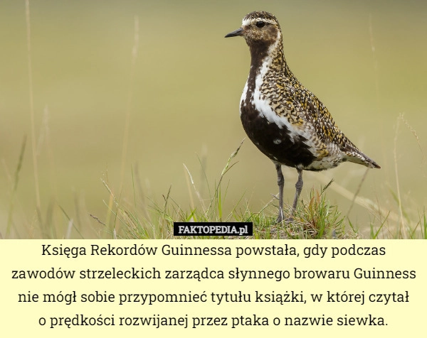 
    Księga Rekordów Guinnessa powstała, gdy podczas zawodów strzeleckich zarządca