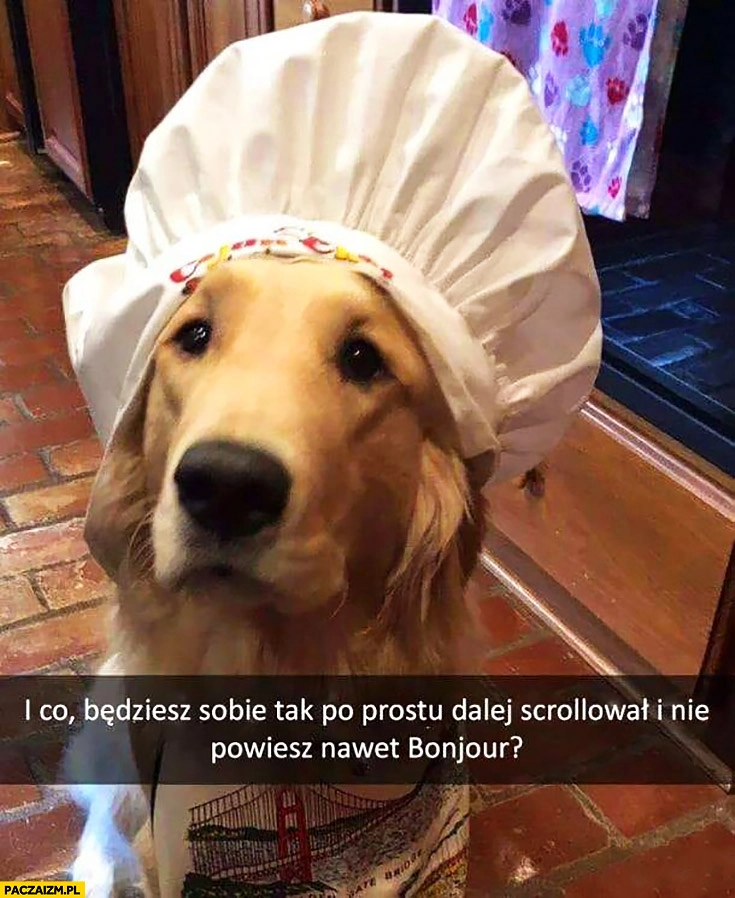 
    Pies kucharz Francuz będziesz sobie tak po prostu dalej scrollował i nie powiesz nawet bonjour?