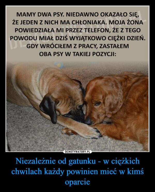 
    Niezależnie od gatunku - w ciężkich chwilach każdy powinien mieć w kimś oparcie