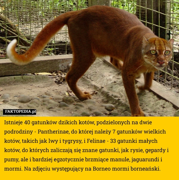 
    Istnieje 40 gatunków dzikich kotów, podzielonych na dwie podrodziny - Pantherinae,