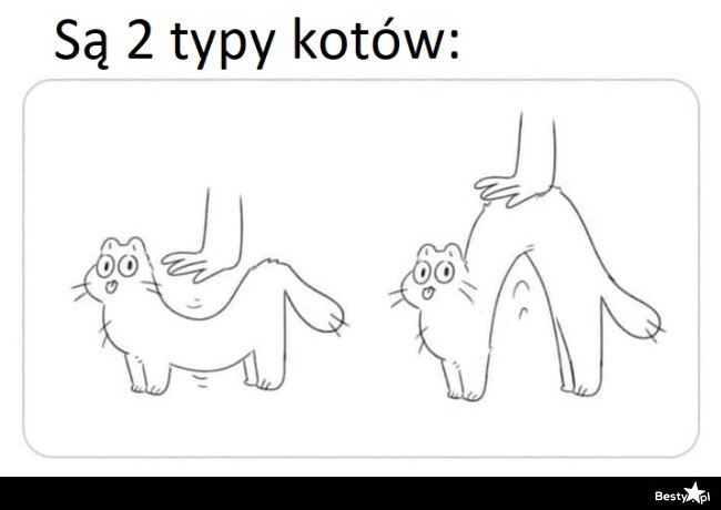 
    2 typy kotów 