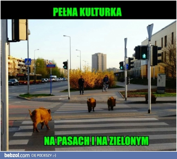 
    Nie taki dziki