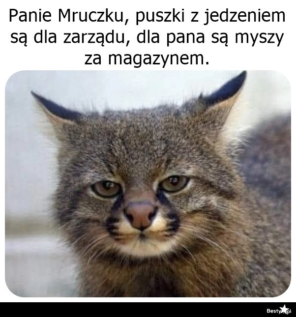 
    Puszki dla zarządu 