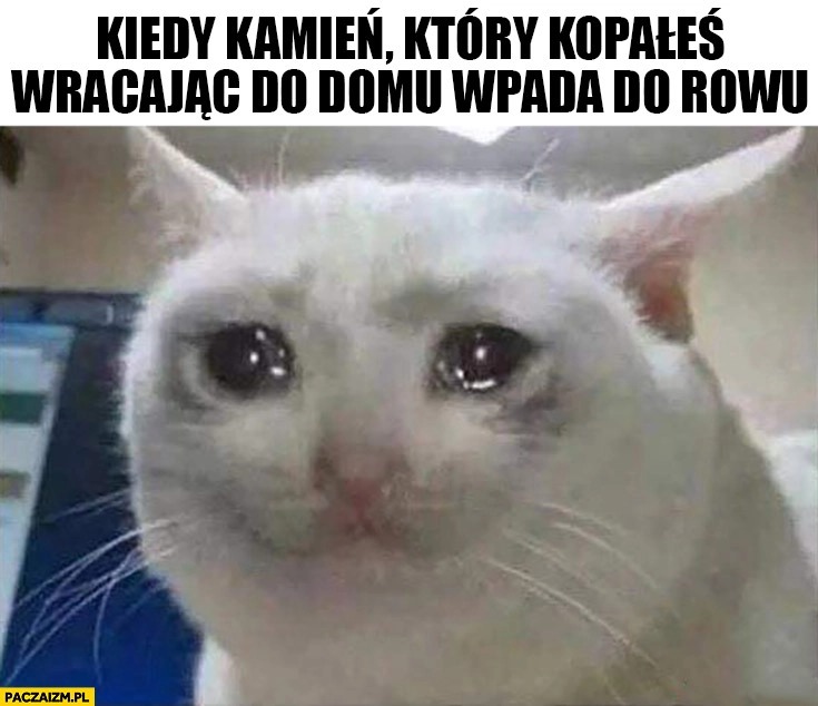 
    Kotek płacze kiedy kamień który kopałeś wracając do domu wpada do rowu kot