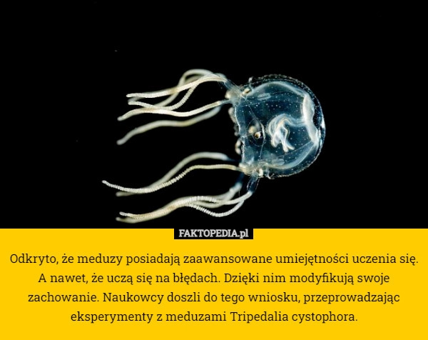 
    Odkryto, że meduzy posiadają zaawansowane umiejętności uczenia się. A nawet,