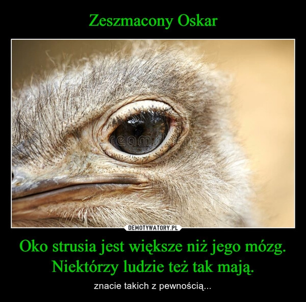 
    Zeszmacony Oskar Oko strusia jest większe niż jego mózg. Niektórzy ludzie też tak mają.