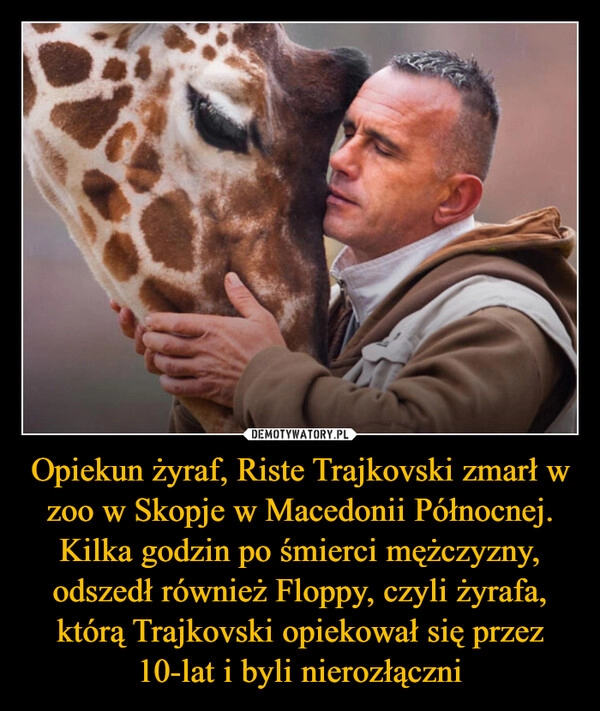 
    Opiekun żyraf, Riste Trajkovski zmarł w zoo w Skopje w Macedonii Północnej. Kilka godzin po śmierci mężczyzny, odszedł również Floppy, czyli żyrafa, którą Trajkovski opiekował się przez 10-lat i byli nierozłączni