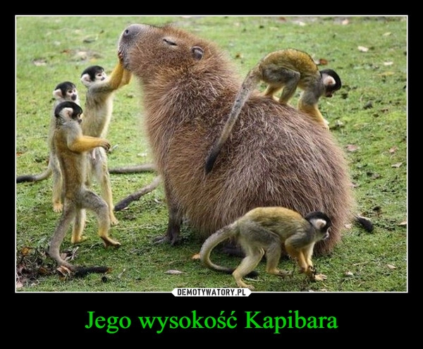 
    Jego wysokość Kapibara