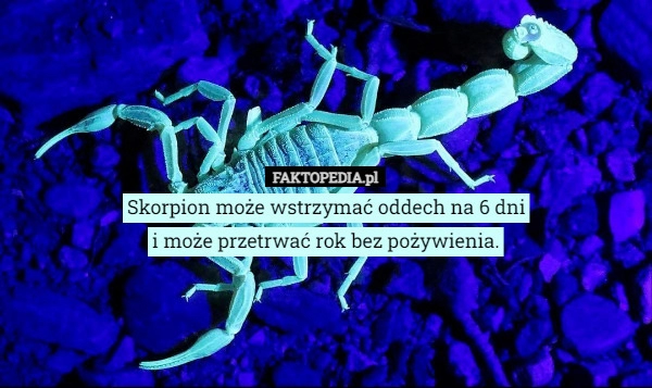 
    Skorpion może wstrzymać oddech na 6 dni
i może przetrwać rok bez pożywienia.