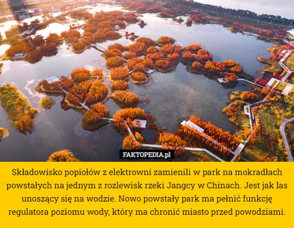 
    Składowisko popiołów z elektrowni zamienili w park na mokradłach powstałych