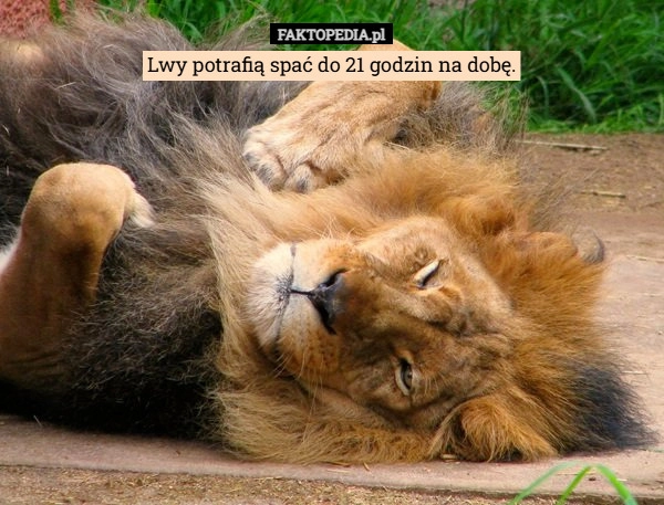 
    Lwy potrafią spać do 21 godzin na dobę.