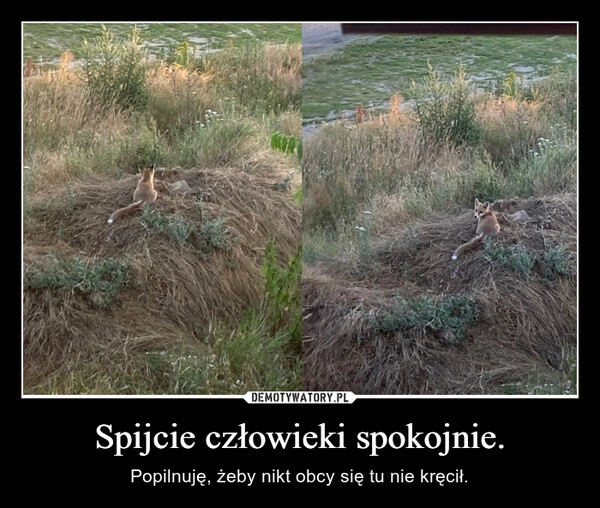 
    Spijcie człowieki spokojnie.