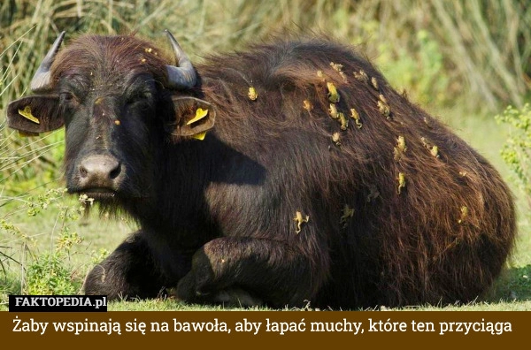 
    Żaby wspinają się na bawoła, aby łapać muchy, które ten przyciąga