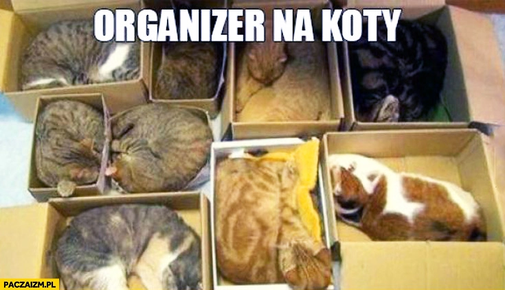 
    Organizer na koty pudełka