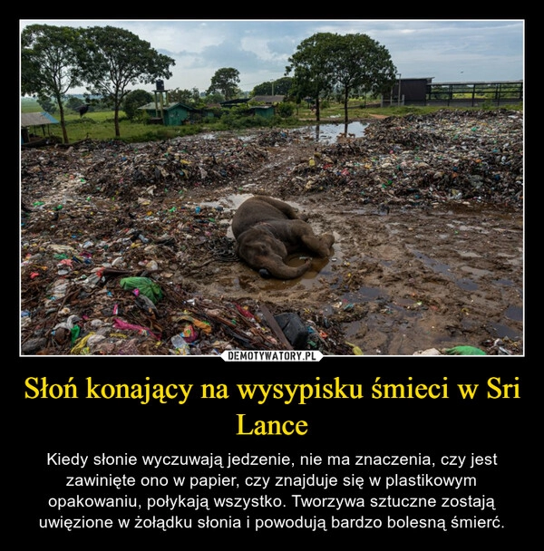 
    Słoń konający na wysypisku śmieci w Sri Lance