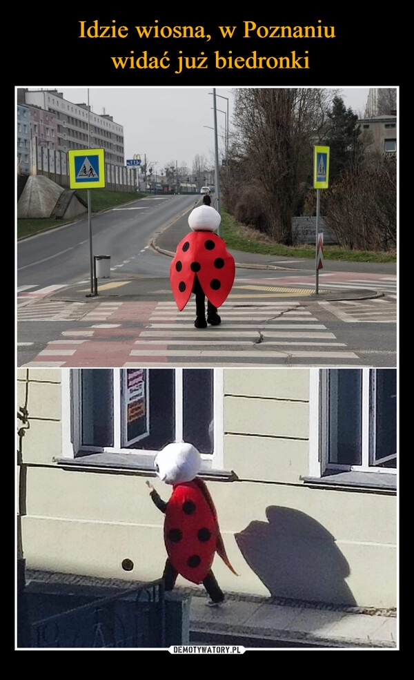 
    Idzie wiosna, w Poznaniu
 widać już biedronki