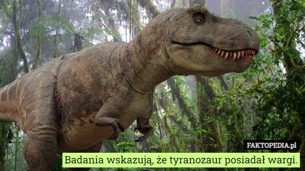 
    Badania wskazują, że tyranozaur posiadał wargi.