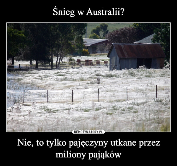 
    Śnieg w Australii? Nie, to tylko pajęczyny utkane przez miliony pająków