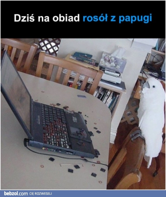 
    Papuga
