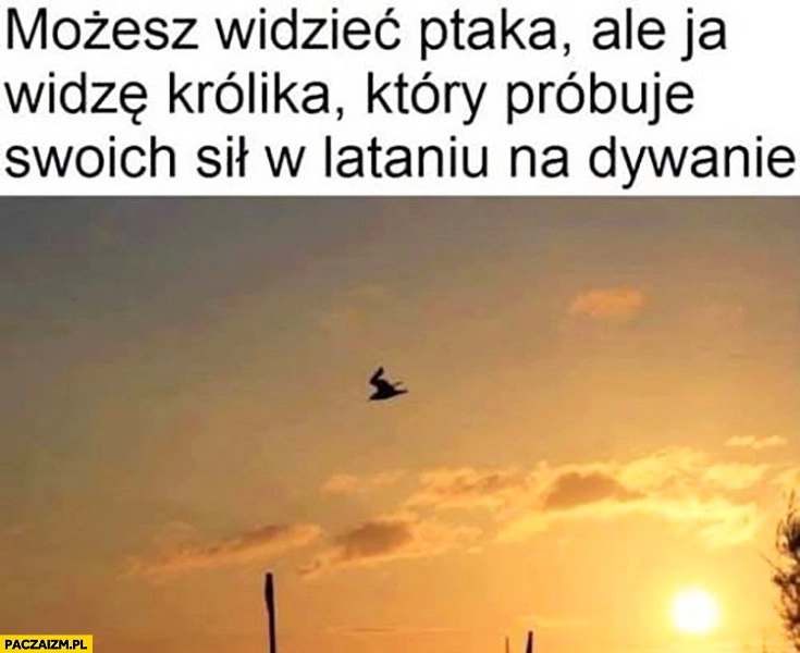 
    Możesz widzieć ptaka ale ja widzę królika który próbuje swoich sił w lataniu na dywanie