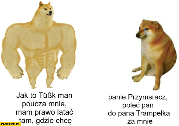 
    Nawrocki jak to Tusk poucza mnie mam prawo latać tam gdzie chcę panie Przymsracz poleć pan do Trampełka za mnie pies pieseł doge cheems