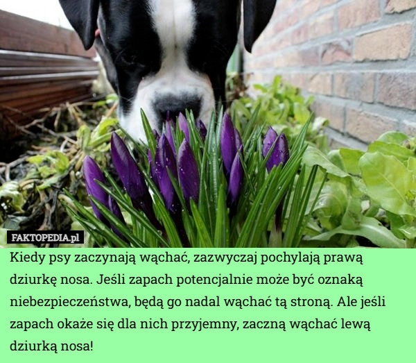 
    Kiedy psy zaczynają wąchać, zazwyczaj pochylają prawą dziurkę nosa. Jeśli