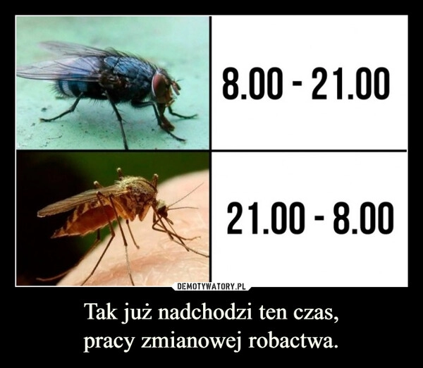 
    Tak już nadchodzi ten czas,
pracy zmianowej robactwa.