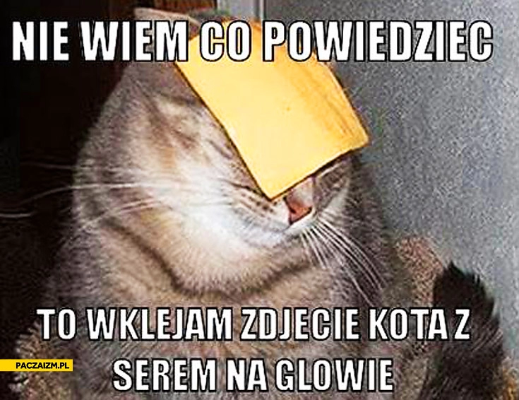 
    Zdjęcie kota z serem na głowie nie wiem co powiedzieć