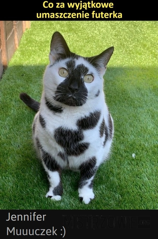 
    Kot