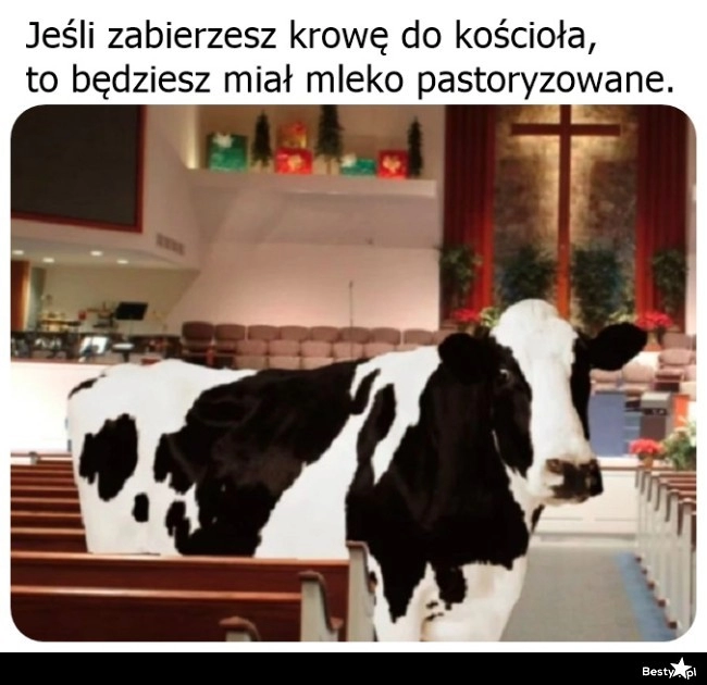 
    Krowa w kościele 