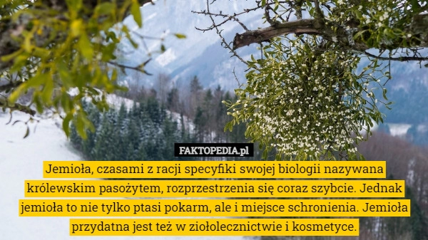 
    Jemioła, czasami z racji specyfiki swojej biologii nazywana królewskim pasożytem,