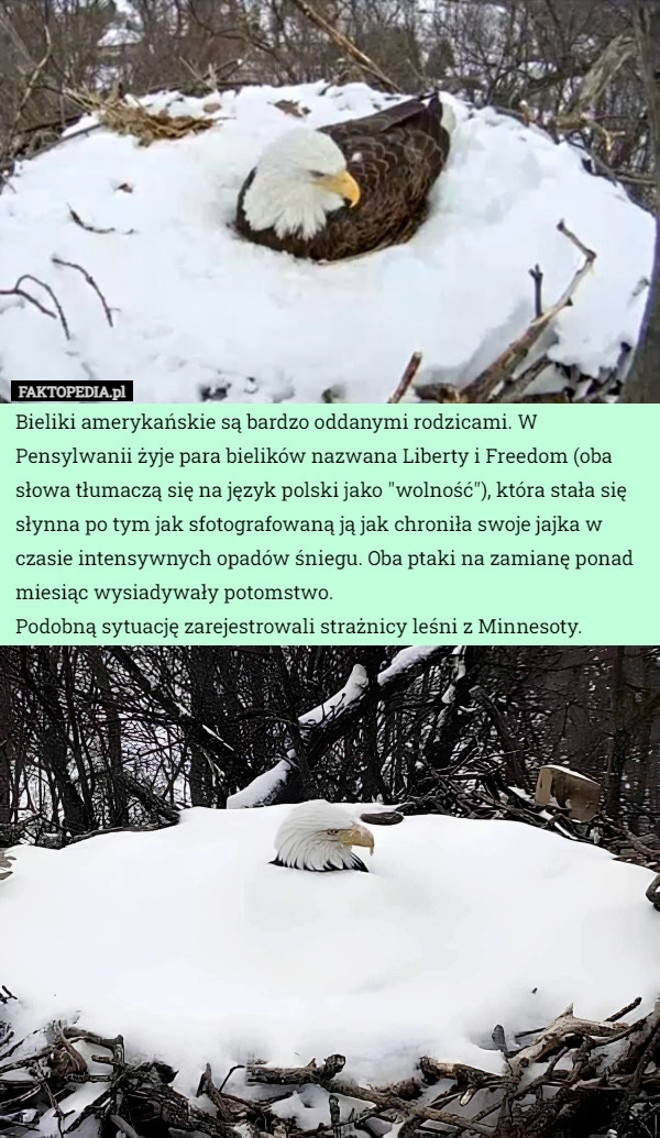 
    Bieliki amerykańskie są bardzo oddanymi rodzicami. W Pensylwanii żyje para