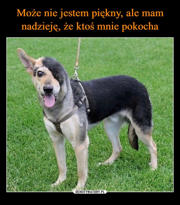 
    Może nie jestem piękny, ale mam nadzieję, że ktoś mnie pokocha