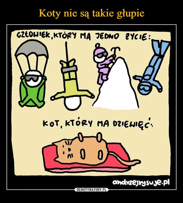 
    Koty nie są takie głupie