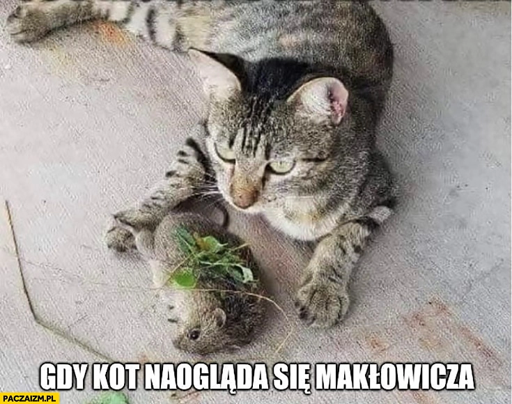 
    Gdy kot naogląda się Makłowicza potrawa mysz przyozdobiona