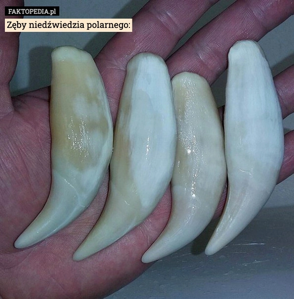 
    Zęby niedźwiedzia polarnego: