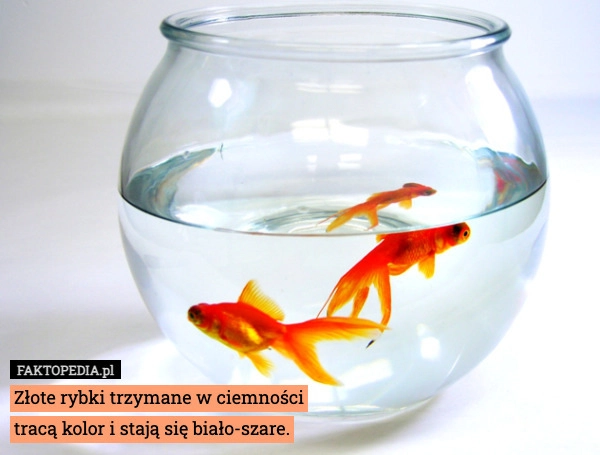 
    Złote rybki trzymane w ciemności
tracą kolor i stają się biało-szare.