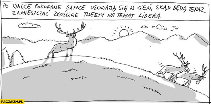 
    Po walce pokonane samce usuwają się w cień skąd będą teraz zamieszczać złośliwe tweety na temat lidera Wilq