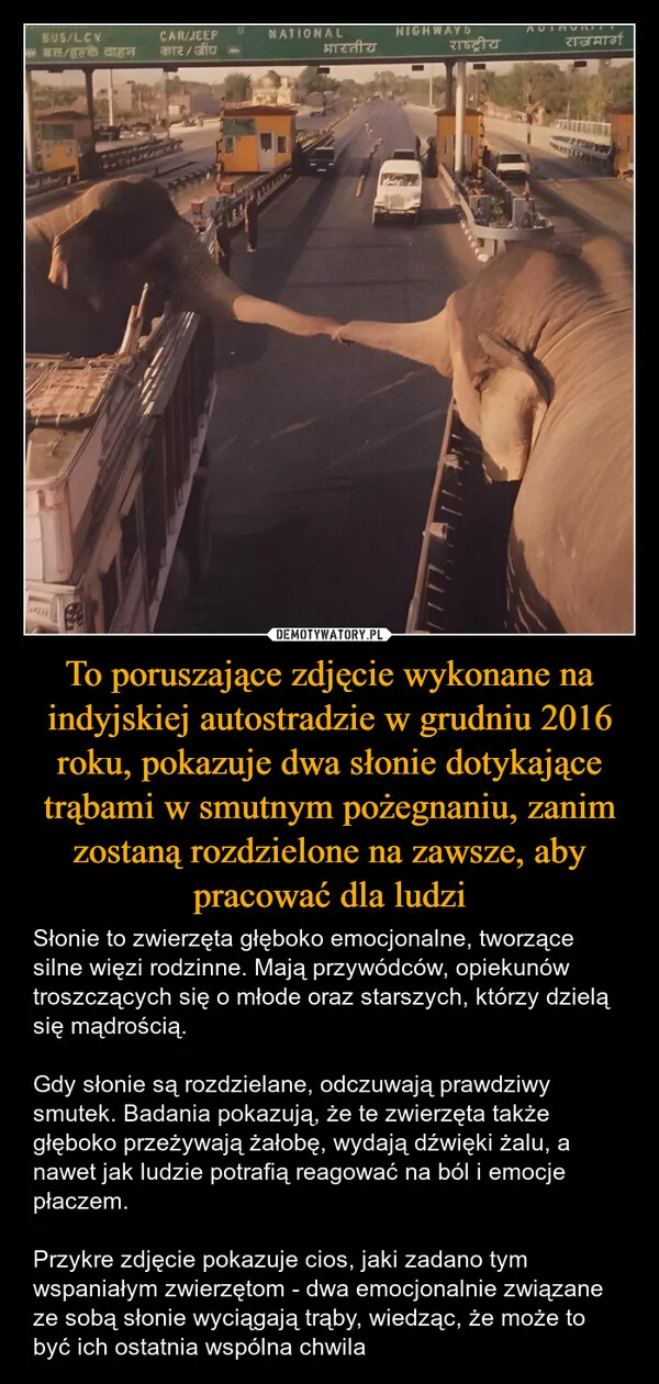 
    To poruszające zdjęcie wykonane na indyjskiej autostradzie w grudniu 2016 roku, pokazuje dwa słonie dotykające trąbami w smutnym pożegnaniu, zanim zostaną rozdzielone na zawsze, aby pracować dla ludzi