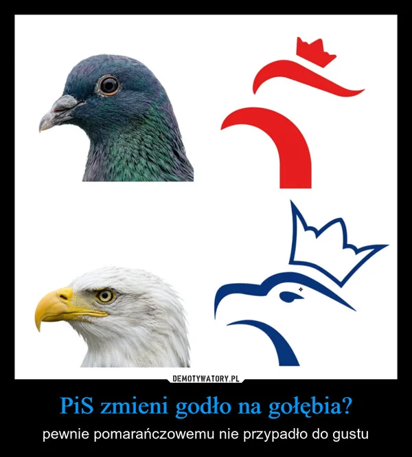 
    PiS zmieni godło na gołębia?